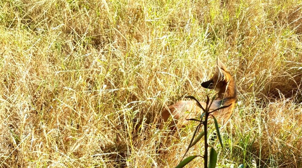 Lobo-guará é resgatado em terreno baldio de bairro de Aparecida do Taboado PMA/Divulgação