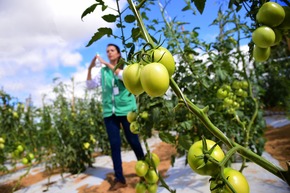 Parceria entre produtores assistidos pelo Senar/MS e multinacional movimenta economia local Com a iniciativa, produtores rurais assistidos pela ATeG Hortifrúti Legal ampliam produção