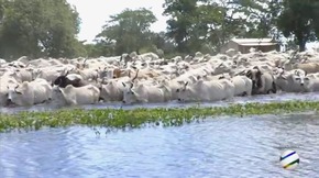 Em meio a cheia, criadores do Pantanal pedem uma segunda prorrogação de prazo de vacinação contra a aftosa No Pantanal, cerca de 1 milhão de animais teve de ser retirada das áreas mais baixas que foram alagadas na cheia deste ano (Foto: Reprodução/TV Morena)