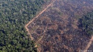 Desmatamento na Amazônia dobra em Janeiro