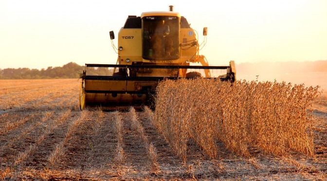 Começou o vazio sanitário e cultivo da soja volta só em setembro Começou o vazio sanitário e cultivo da soja volta só em setembro