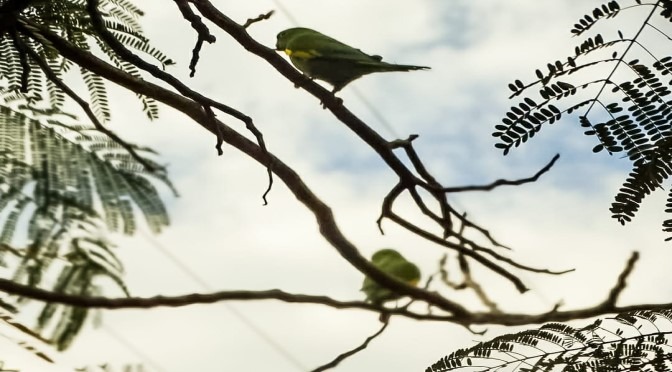 Após frente fria, domingo será de céu entre nuvens e máxima de 32°C Mônica Alves