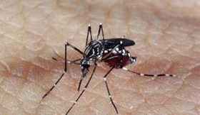 O mosquito é pensado para se integrar a outras estratégias de combate ao Aedes - Arquivo Agência Brasil
