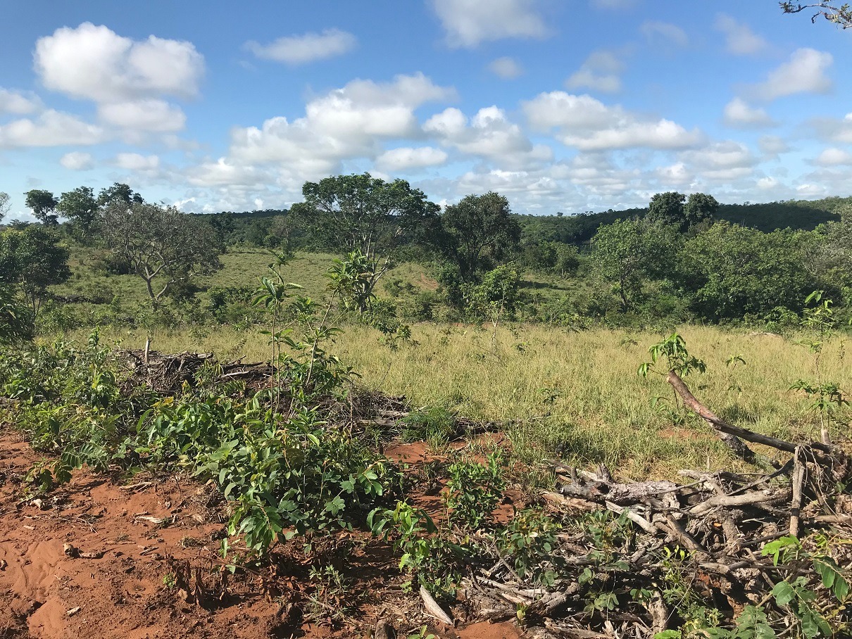 Dona de fazenda é multada por desmatamento ilegal ocorrido em 2017