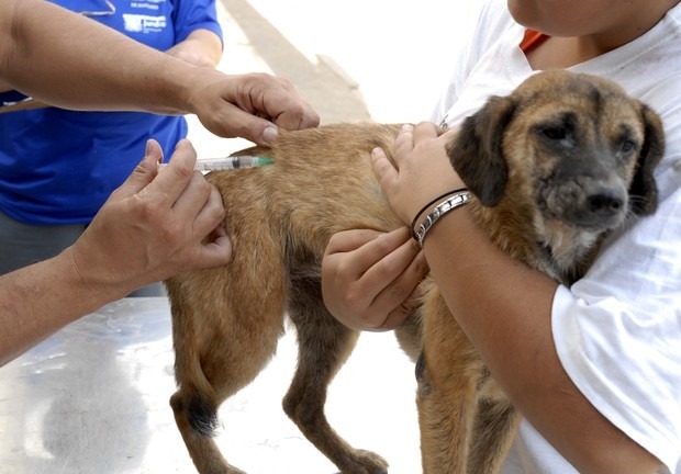 Vacinação Antirrábica começa na segunda, com meta de imunizar 160 mil animais