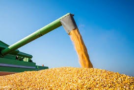 Aprosoja-MS realiza lançamento estadual da colheita do milho safrinha