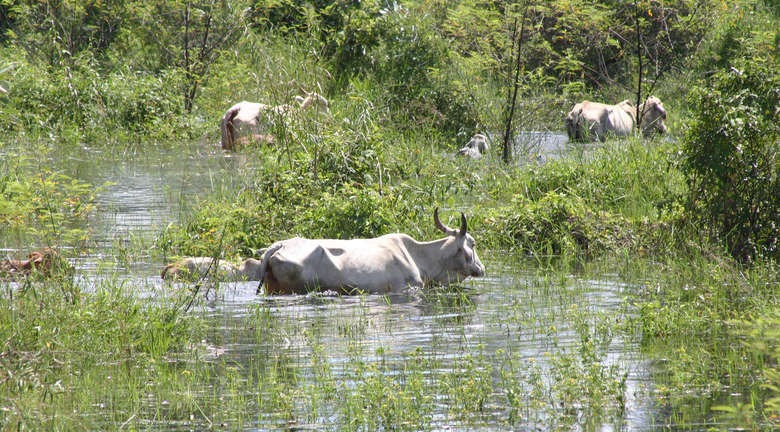 União reconhece situação de emergência no Pantanal Rio Paraguai começa a declinar, mas inundações devem atingir o Pantanal de MS até julho. Foto: Sílvio Andrade