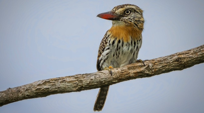 MS tem aves que ninguém mais tem