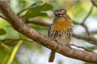 MS tem aves que ninguém mais tem Rapazinho-do-chaco. Geancarlo de Lima Merighi