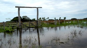 Chuva na planície provocou uma cheia antecipada este ano no Pantanal de MS, segundo a Embrapa Pantanal (Foto: Raquel Brunelli d´Avila/Embrapa Pantanal )

