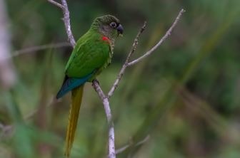MS tem aves que ninguém mais tem Tiriba-fogo. Geancarlo de Lima Merighi