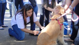 Campanha antirrábica tem início com meta de imunizar 80% dos cães e gatos