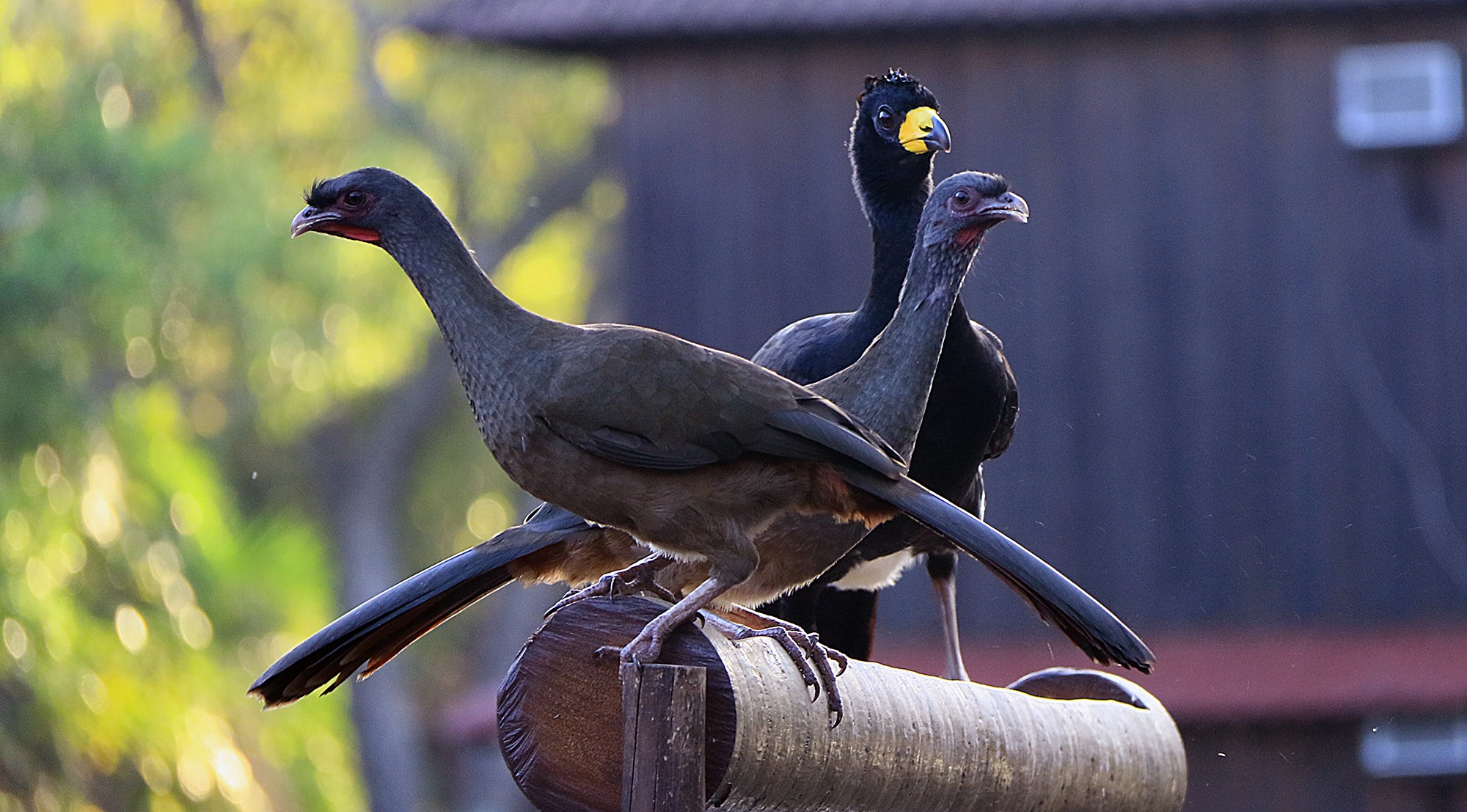 Mutum é uma ave comum no Parque dos Poderes, em Campo Grande. Edemir Rodrigues