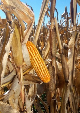 Na abertura oficial da colheita, Aprosoja confirma projeção de queda de quase 30% Com área menor e lavouras afetadas pelas variações climáticas, MS deve produzir quase 30% menos na segunda safra de milho (Foto: Flávia Galdiole/TV Morena)