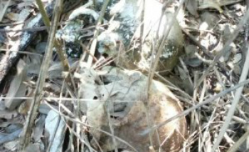 Duas ossadas são encontradas por soldados do Exército Ossadas foram encontradas em Três Lagoas - Foto: Celso Daniel/TVC