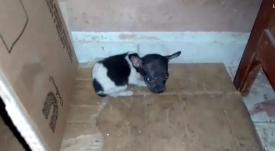 Vinte e sete cães abandonados em casa são resgatados em Três Lagoas Vinte e sete cães abandonados em casa são resgatados em Três Lagoas