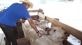 MS no Campo destaca prorrogação da vacinação contra febre aftosa e brucelose MS no Campo destaca prorrogação da vacinação contra febre aftosa e brucelose