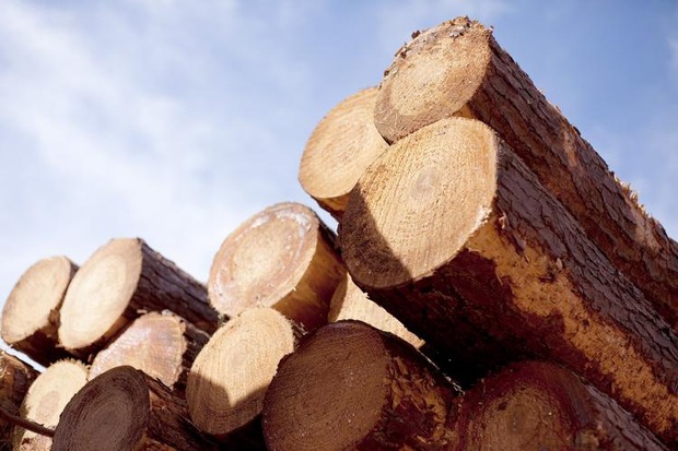 Mato Grosso do Sul é o 2° maior exportador de produtos florestais do Brasil