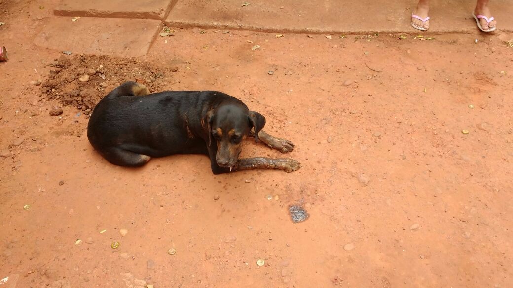 Cadela supostamente envenenada por vizinho. - Divulgação / PMA