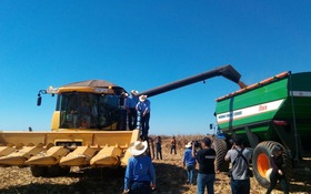 Junho fecha com 3,4% da área de milho safrinha colhida, aponta Aprosoja/MS Produtores de MS colheram menos de 4% da área cultivada com milho nesta termporada (Foto: Flávia Galdiole/TV Morena)