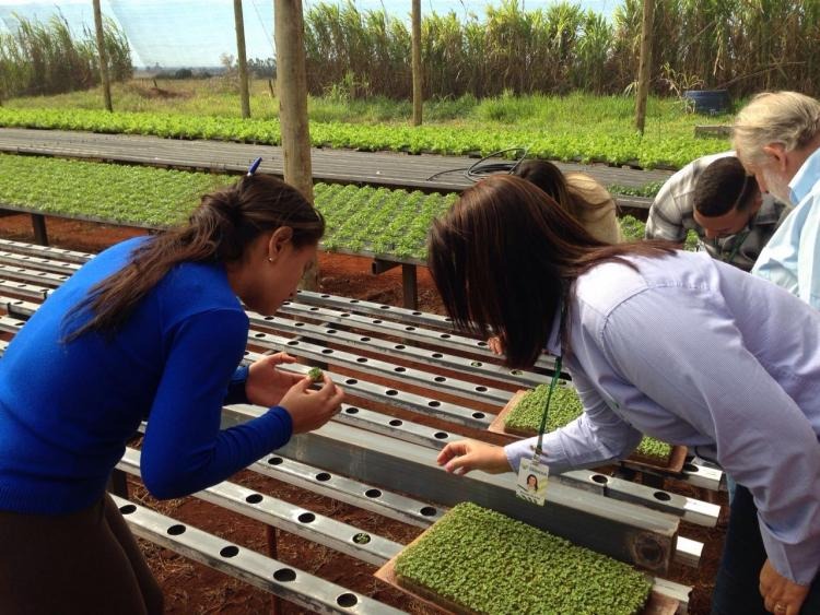 Agrinho 2019: escolas participantes podem solicitar cursos gratuitos de agricultura urbana às crianças, pais e professores Foto: assessoria Famasul