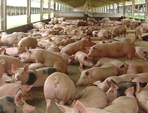 Foto:Divulgação