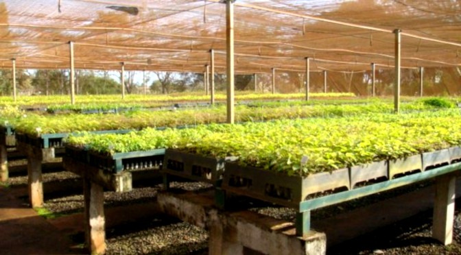 Viveiro deve receber R$ 700 mil em investimentos para recuperação do Taquari