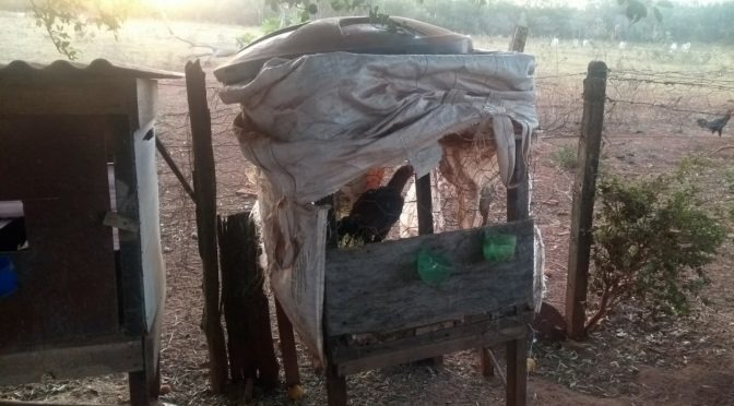 PMA fecha rinha de galo e multa infratores em R$ 28 mil