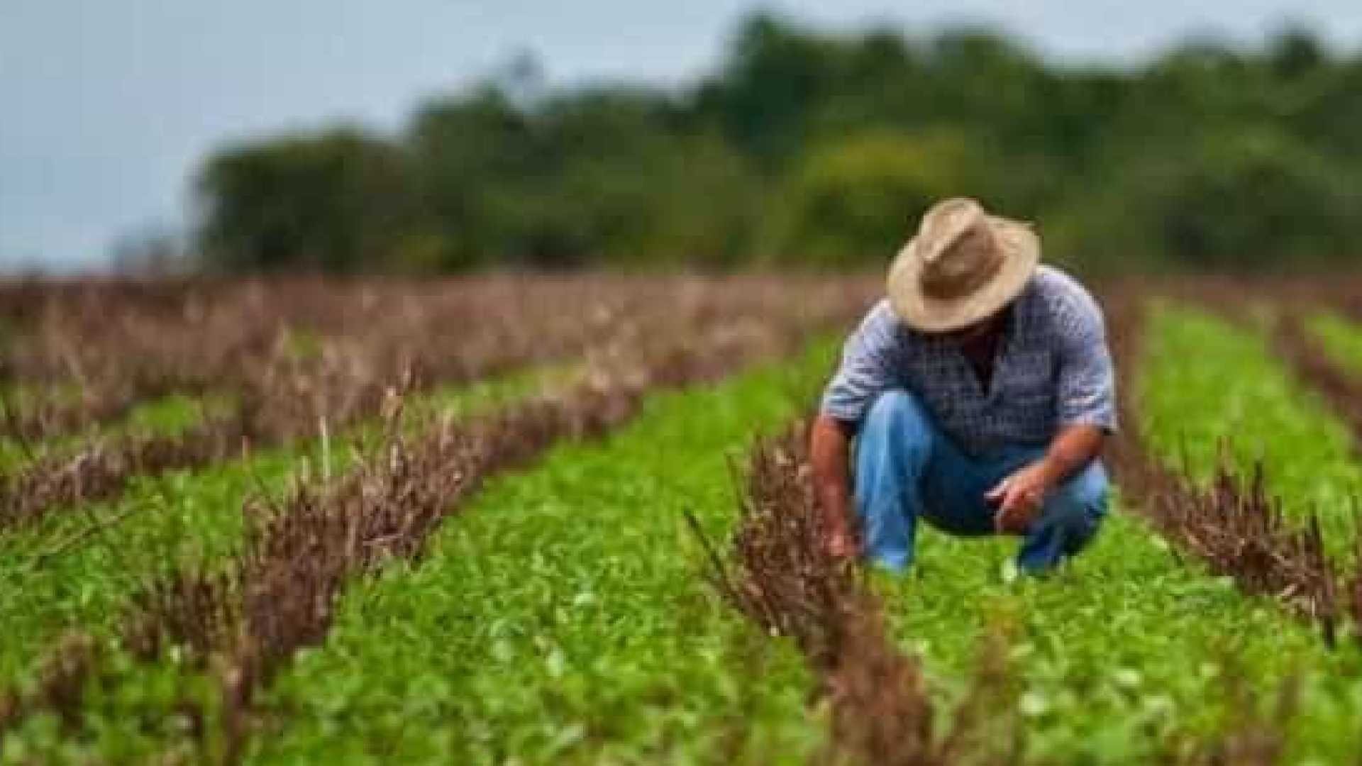 IEA avalia o Plano Agrícola e Pecuário 2018/19 IEA avalia o Plano Agrícola e Pecuário 2018/19