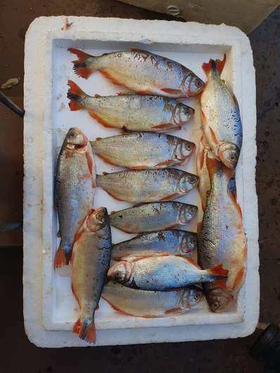 Mulher é presa comercializando peixes de forma irregular Forem apreendidos 201 quilos de peixe. PMA/Divulgação
