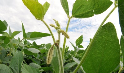 Previsão é de recuo de 8% a 10% no volume - Foto: Bruno Henrique / Correio do Estado