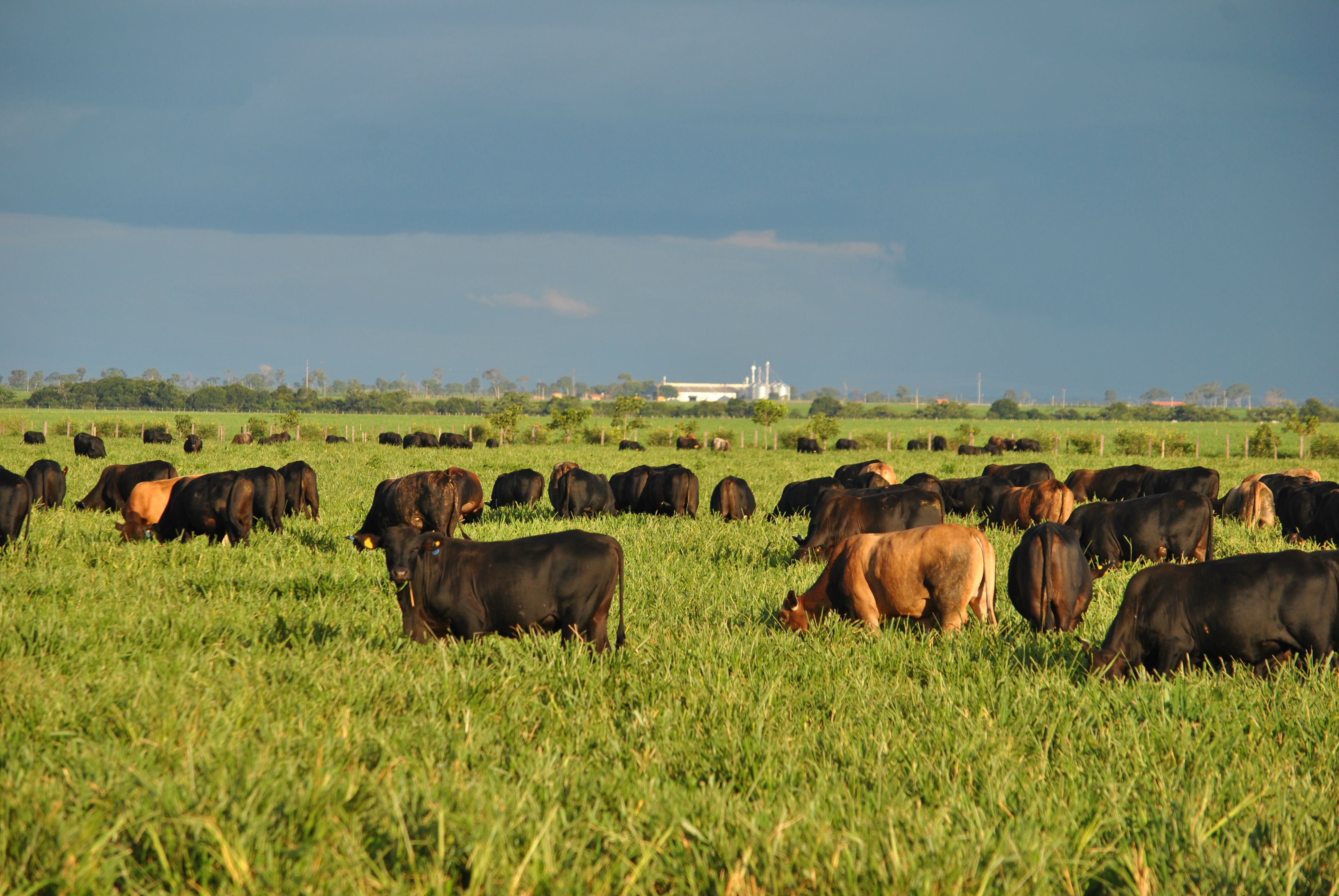  Campo Grande (MS), recebe até o dia 16 de maio, resumos nas áreas de mudanças climáticas (Foto?Divulgação)