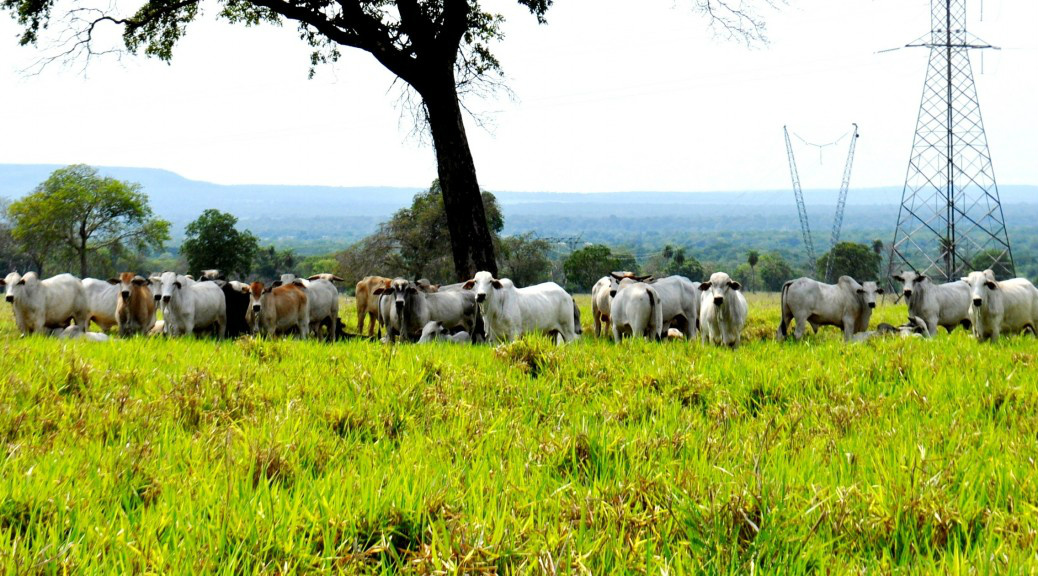 Campanha contra febre aftosa será lançada amanhã