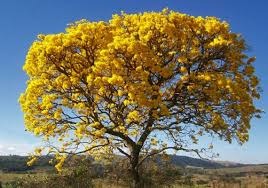 Ipê-Amarelo torna árvore símbolo do Estado de Mato Grosso do Sul Ipê-Amarelo torna árvore símbolo do Estado de Mato Grosso do Sul