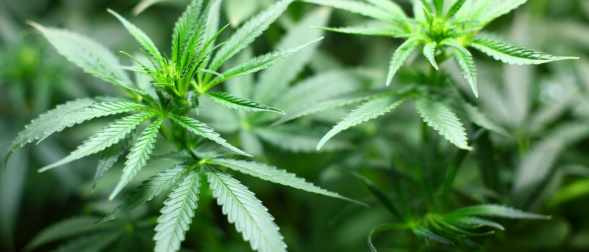 Enquete sobre maconha é liberada pelo Senado e constrange entrevistados © pixabay