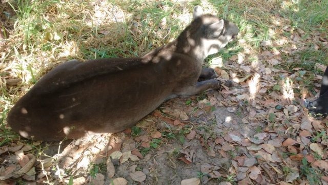 Anta ferida em incêndio é resgatada pela PMA Animal apresentava vários ferimentos de queimadura nas patas e parte da paleta. PMA/Divulgação