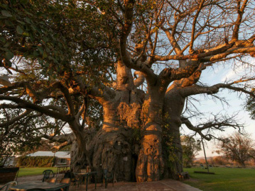 Milenar, baobá gigante tem bar para 60 pessoas em seu interior O grande baobá fica dentro de uma fazenda (Foto: Big Baobab/Divulgação)