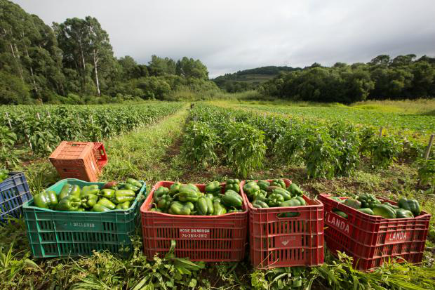 Agricultura familiar terá R$ 30 bilhões em crédito para a safra 2016/2017 Agricultura familiar terá R$ 30 bilhões em crédito para a safra 2016/2017