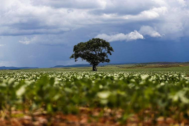 Soja responde por 16% das exportações brasileiras no semestre