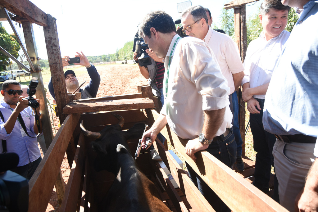Etapa de maio da campanha contra a aftosa deve atingir 20 mide animais Foto:Jessica Barbosa