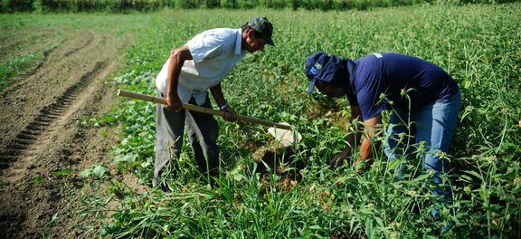 Plano Safra destinará R$ 202,88 bilhões para produtores rurais Foto:Divulgação/Agência Brasil