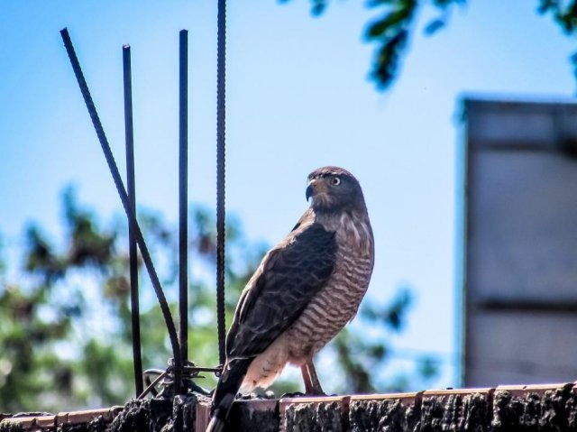 Projeto de Fábio Trad concede a Campo Grande título de capital do turismo de observação de aves Gavião-Carijó no bairro Coophafé, em Campo Grande (Foto: Gilson Rocha, CG News)