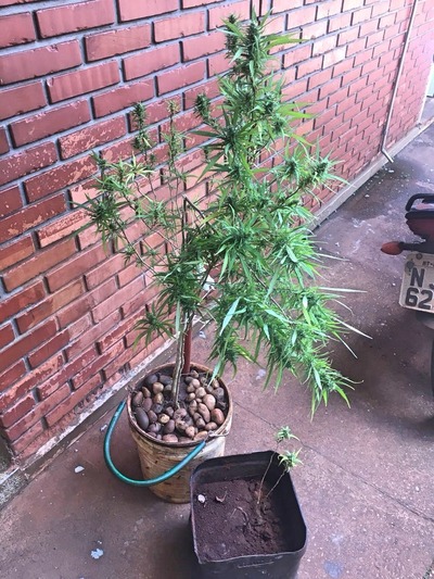 Dois pés de maconha em casa de Dourados (MS) (Foto: PM/Divulgação)
