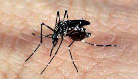 Mosquito Aedes aegypti, que transmite o vírus Zika (Foto: Arquivo/Agência Brasil)