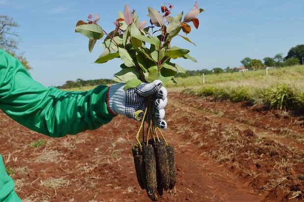 Da muda à colheita: diagnóstico e capacitações do Senar Mato Grosso do Sul melhoram rentabilidade de silvicultores Da muda à colheita: diagnóstico e capacitações do Senar Mato Grosso do Sul melhoram rentabilidade de silvicultores