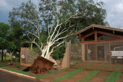 Árvore caiu no portão de residência, em Angélica - Foto: Sucrilho/Ivinotícias