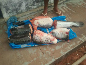 Servidor público é preso com pescado capturados durante a piracema