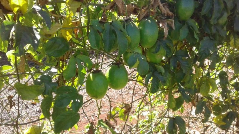 Produção de maracujá orgânico já atinge metas da Semaf Produção de maracujá orgânico já atinge metas da Semaf