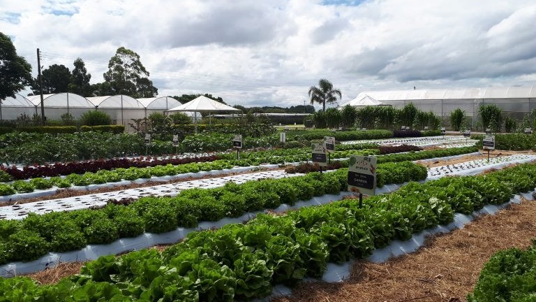 Agricultura Familiar: Campo Grande será pioneira em implantação de projeto de Inovação Tecnológica Agricultura Familiar: Campo Grande será pioneira em implantação de projeto de Inovação Tecnológica
