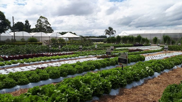 Agricultura Familiar: Campo Grande será pioneira em implantação de projeto de Inovação Tecnológica